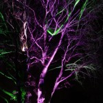 Tree Lighting – Two Color